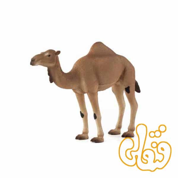 شتر عربی Arabian Camel 387113