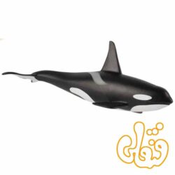 نهنگ قاتل نر Orca Male 387114