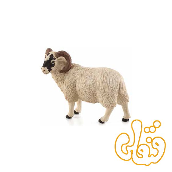 گوسفند صورت سیاه نر Black Faced Sheep ram 387081