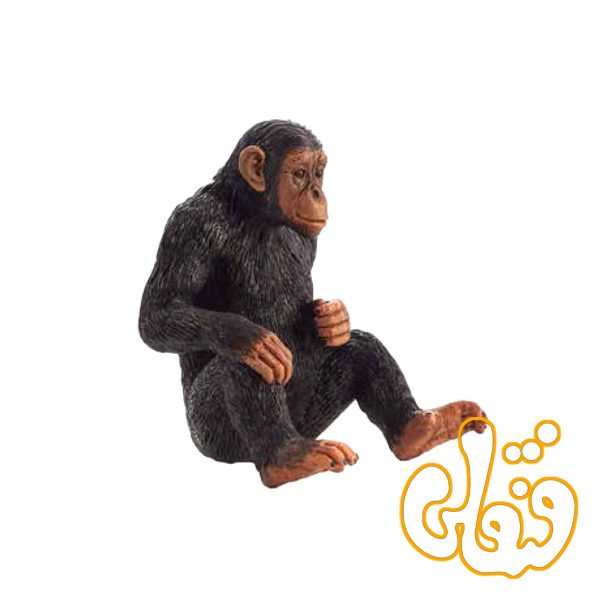 شامپانزه Chimpanzee 387265