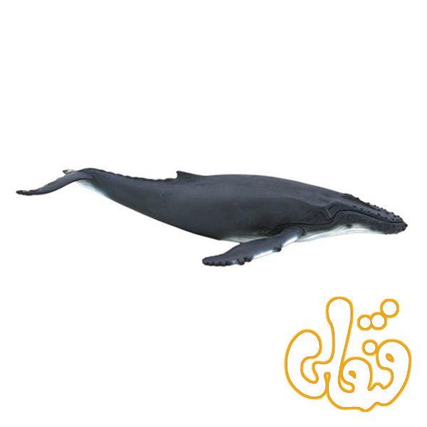 نهنگ کوهان دار Humpback Whale 387119