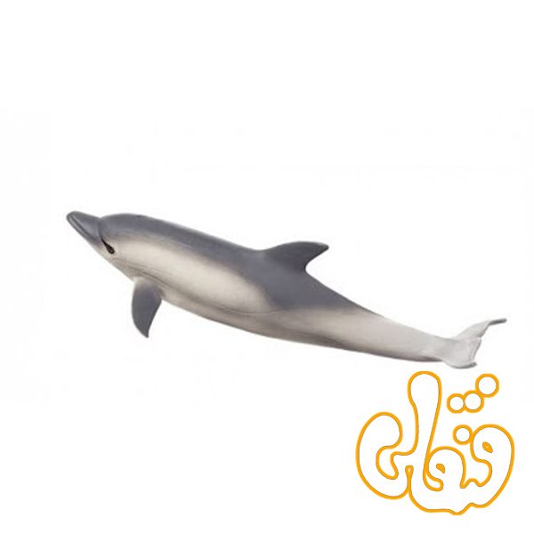 دلفین Common Dolphin 387358