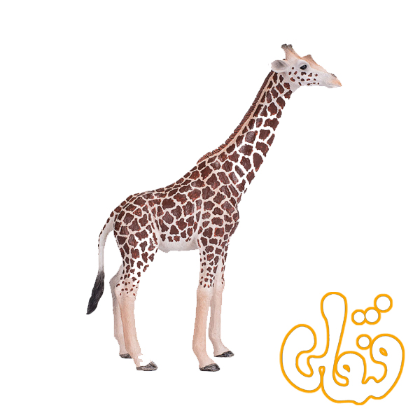 زرافه نر Giraffe Male 381008