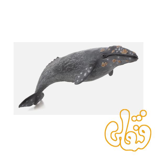 نهنگ خاکستری Grey Whale 387280