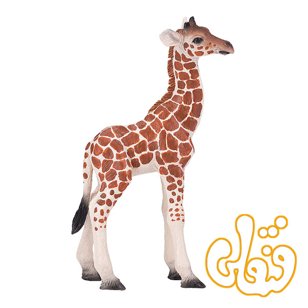 بچه زرافه Giraffe Calf 381034